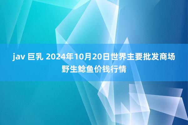 jav 巨乳 2024年10月20日世界主要批发商场野生鲶鱼价钱行情